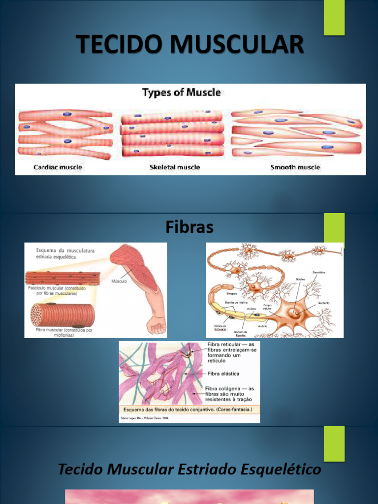 Estrutura e Função do Tecido Muscular | PDF | Músculo | Morfologia ...