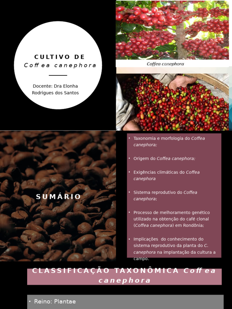 Cultivo e Melhoramento do Coffea canephora | PDF | Café | Agricultura