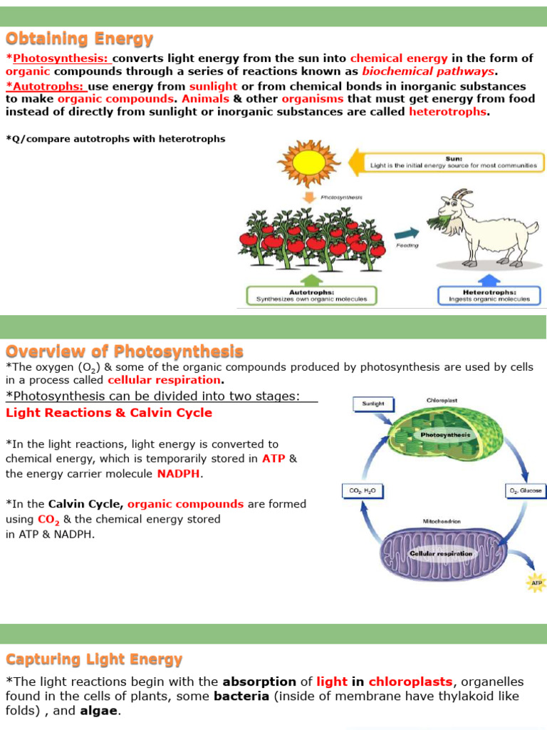 Light Reactions in Photosynthesis Explained | PDF | Photosynthesis ...