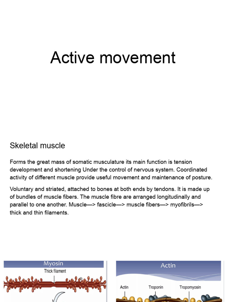 Muscle Contraction and Active Movement | PDF | Skeletal Muscle | Muscle ...