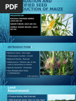 Comprehensive Maize Production Guide | PDF | Tillage | Soil