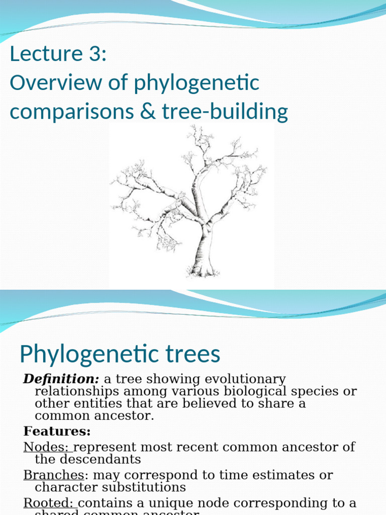 Phylogenetic Tree-Building Methods | PDF | Phylogenetic Tree ...