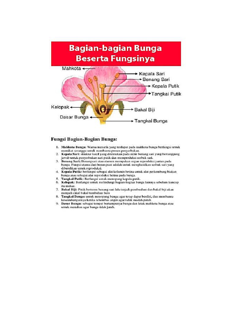 Bagian Dari Bunga | PDF