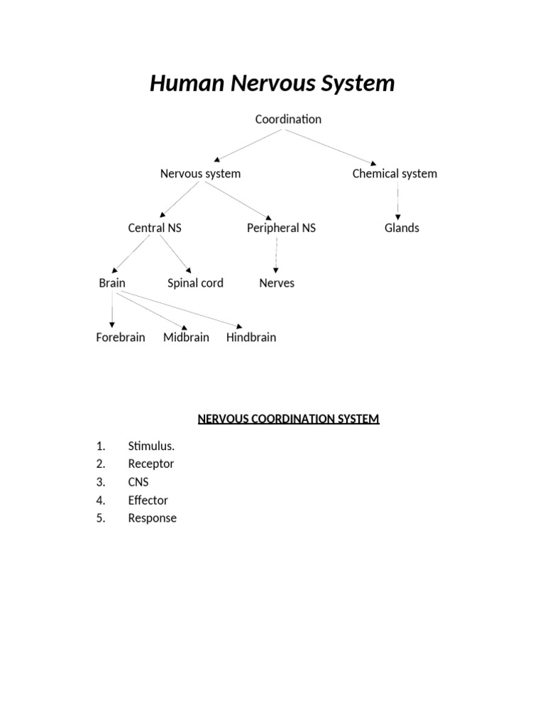 Biology Unit 5 | PDF | Neurotransmitter | Central Nervous System