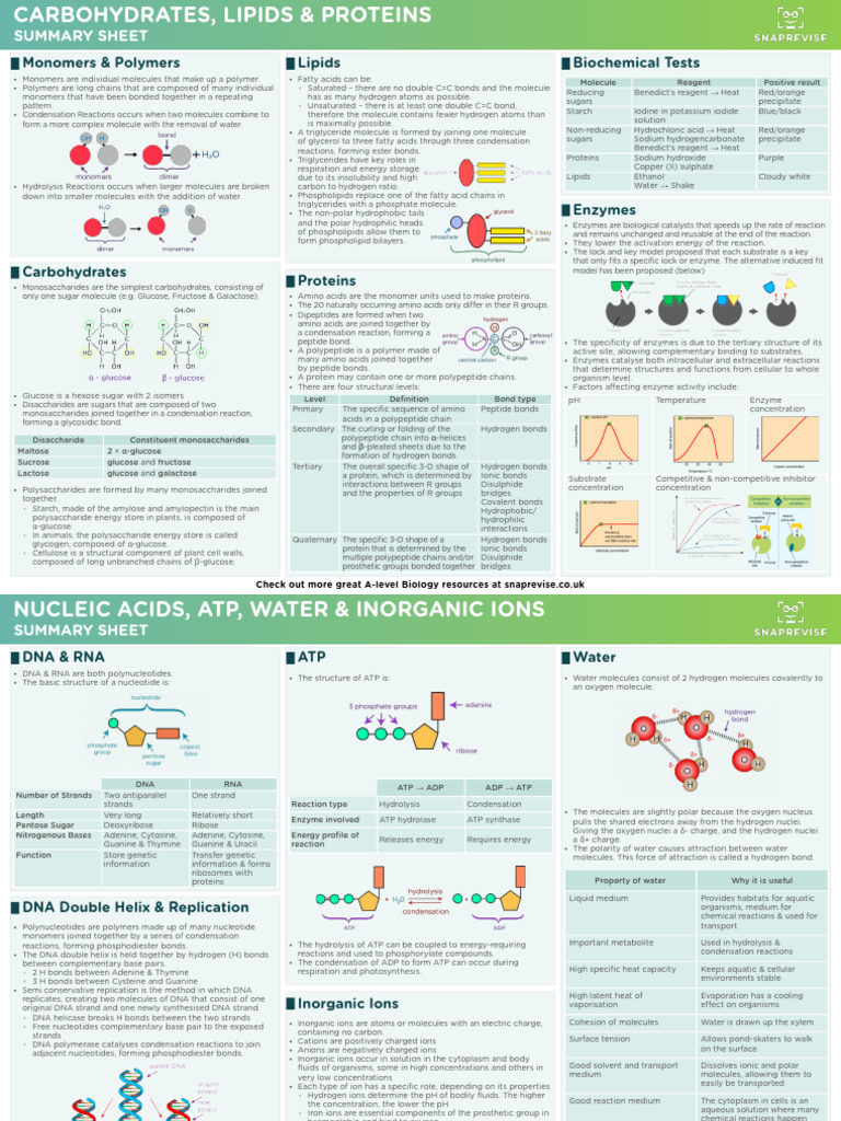 AQA A-Level Biological Molecules Guide | PDF | Dna | Nucleotides