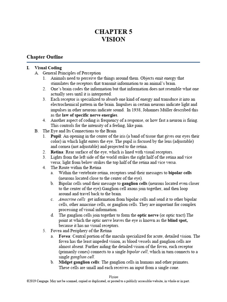 Visual Processing and Color Theories | PDF | Visual System | Visual Cortex