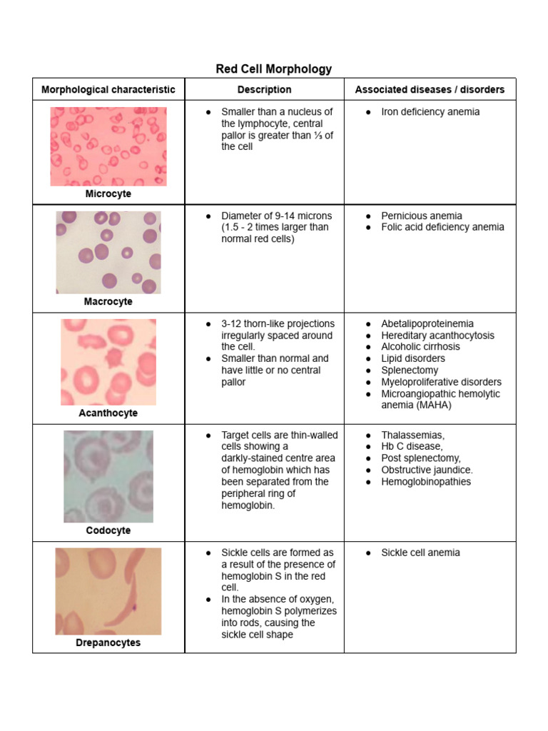 Red Cell Morphology | PDF | Anemia | Hematology