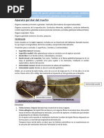 Capas del escroto y su anatomía | PDF