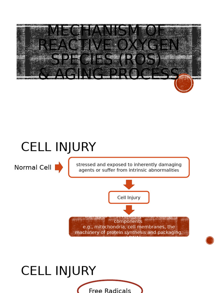 PB Mechanism of ROS Aging Cell All | PDF | Reactive Oxygen Species ...