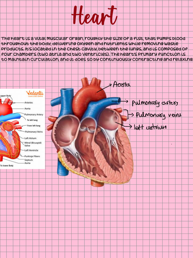 Heart | PDF