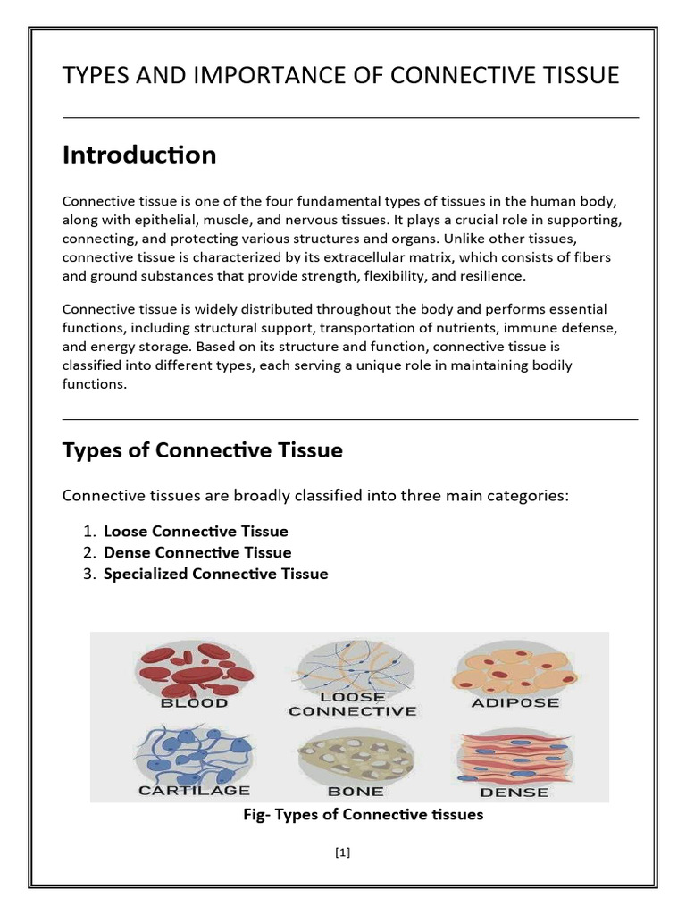 Connective Tissues and Their Importance | PDF | Connective Tissue ...
