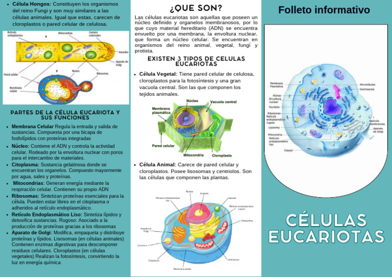 Tipos y funciones de células eucariotas | PDF | Biología Celular ...