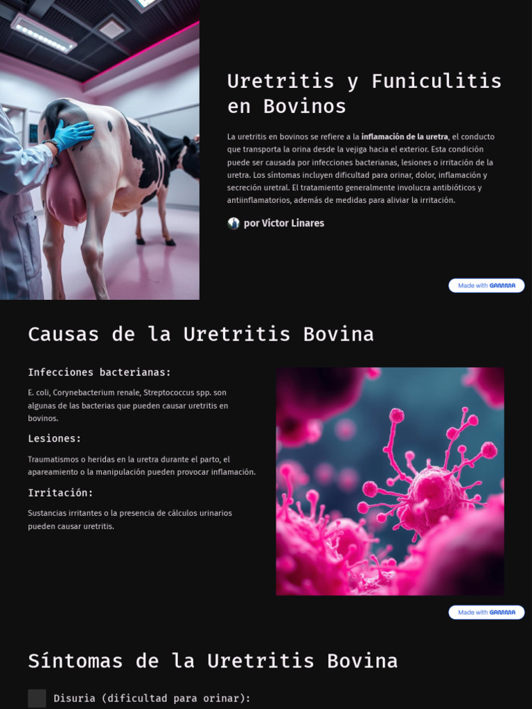 Uretritis y Funiculitis en Bovinos: Causas y Tratamiento | PDF ...