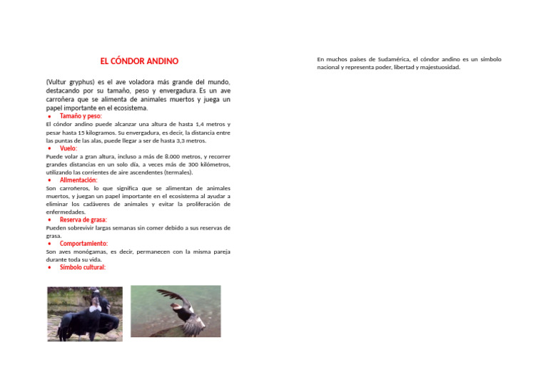 Tamaño del cóndor andino: 1,4 m y 3,3 m | PDF