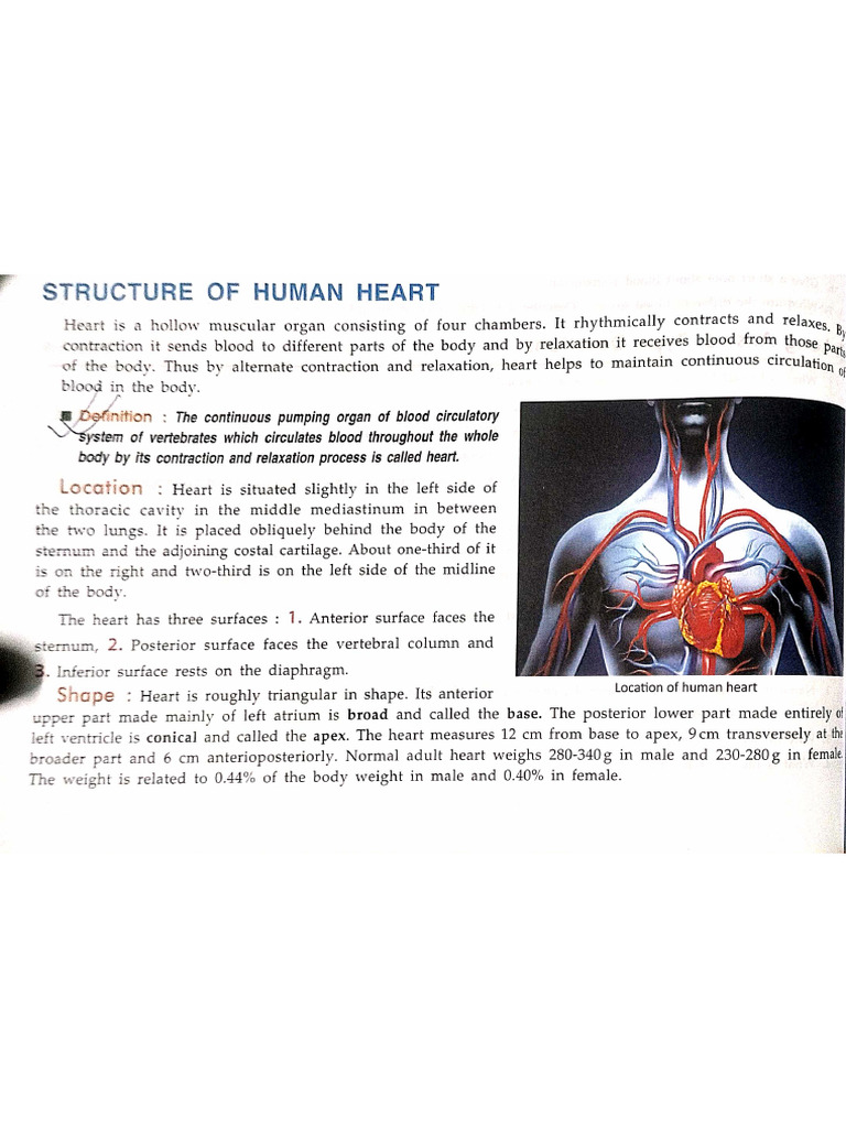 Structure of Human Heart | PDF