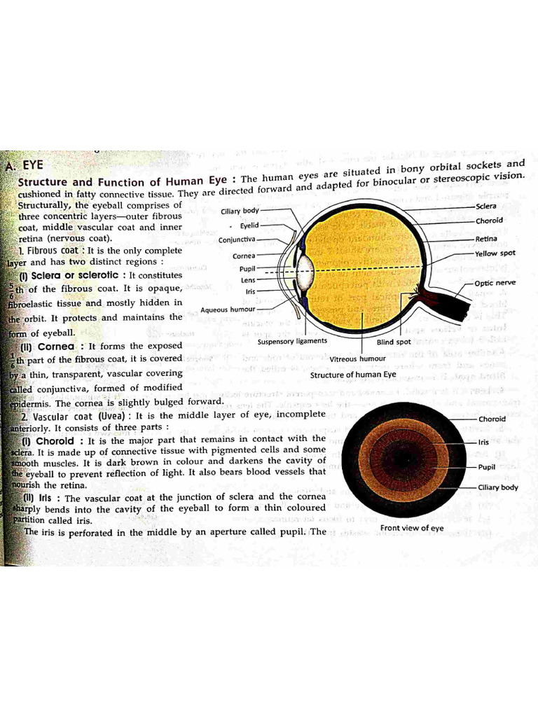 Eye | PDF