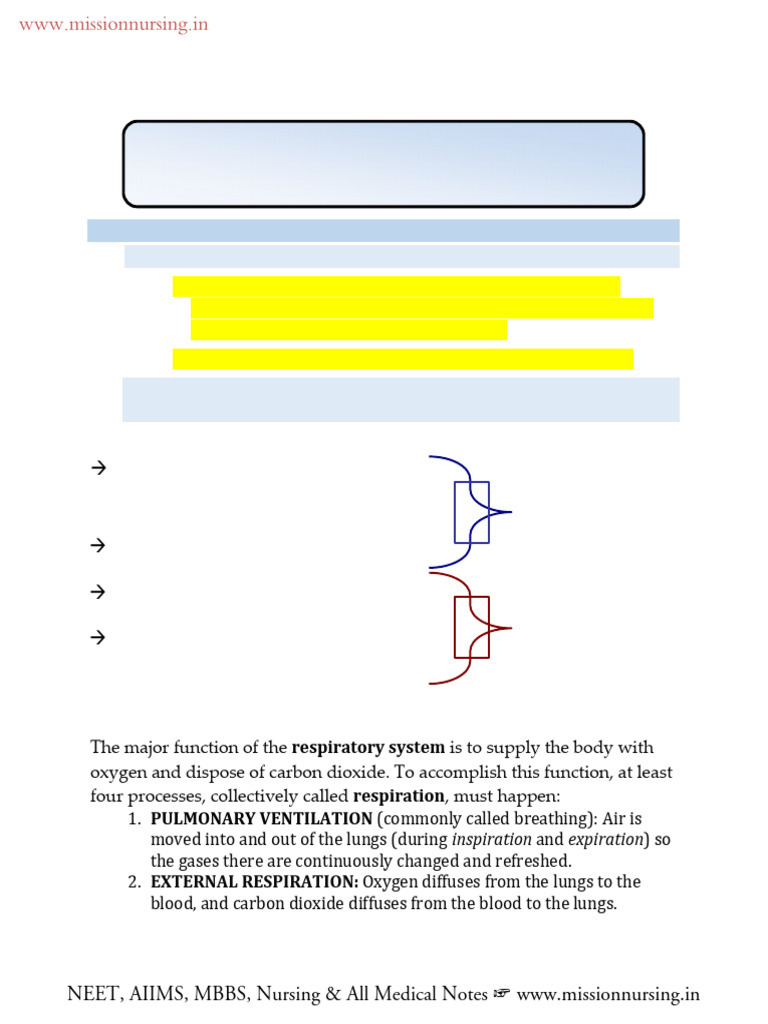 Major Resistance In Respiratory Pathways PDF Human Nose Lung
