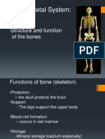 The Skeletal System:: Structure and Function of The Bones