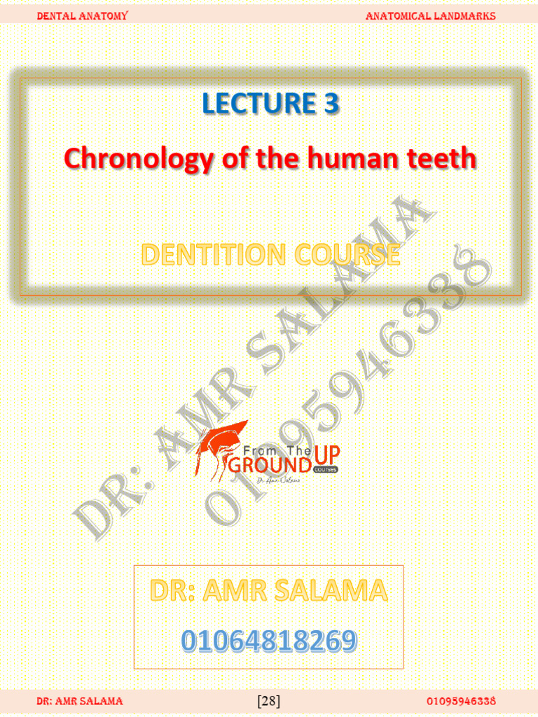 Human Teeth Development Timeline | PDF | Dental Anatomy | Tooth