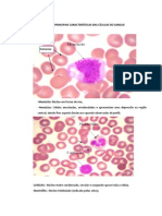 Principais características das células do sangue e bactérias