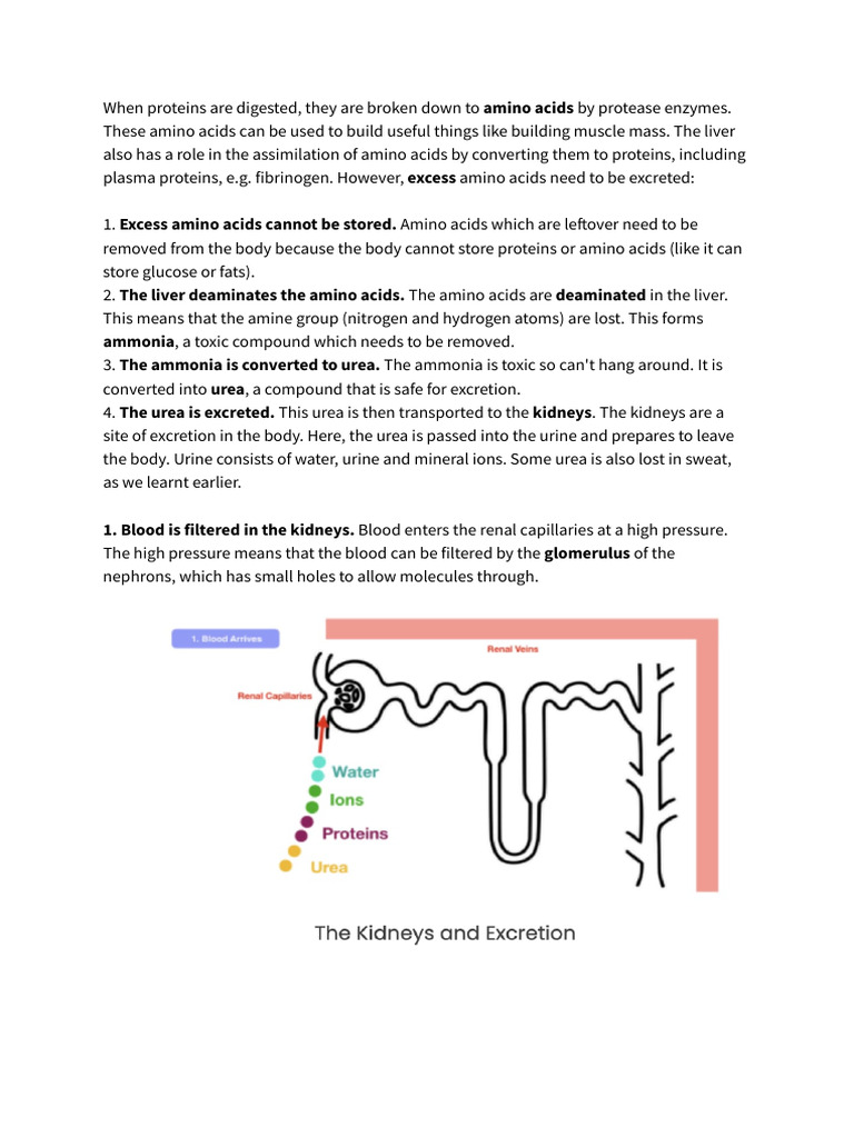 Excretion Notes | PDF | Urea | Kidney