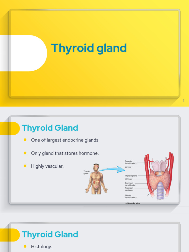 Overview of Thyroid Gland Functions | PDF | Adrenal Gland | Thyroid