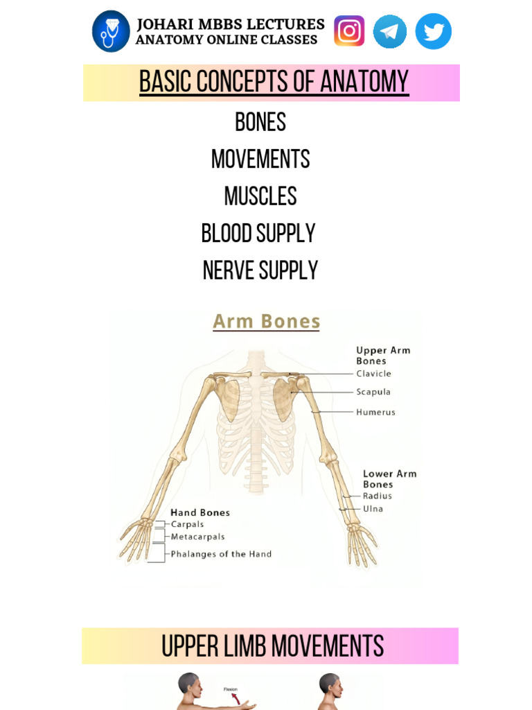 Upper Limb 01 Lect Notes | PDF