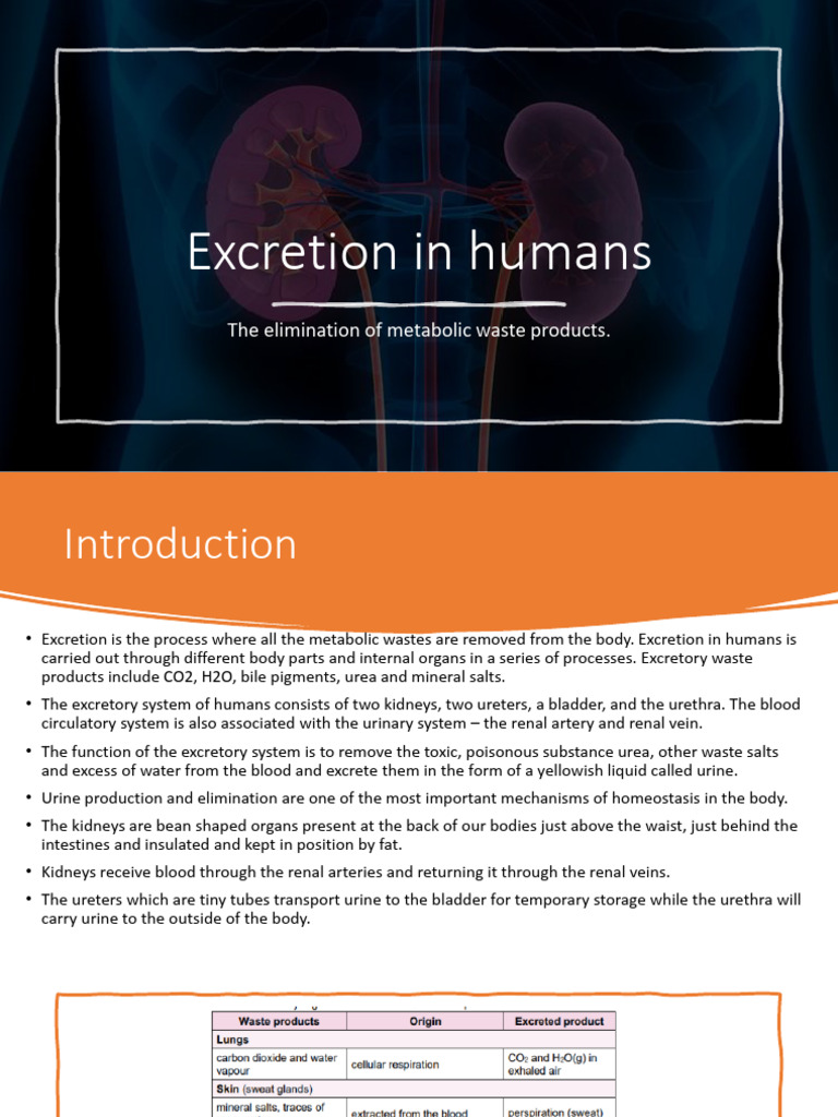 Human Excretion and Urinary System | PDF | Kidney | Animal Anatomy