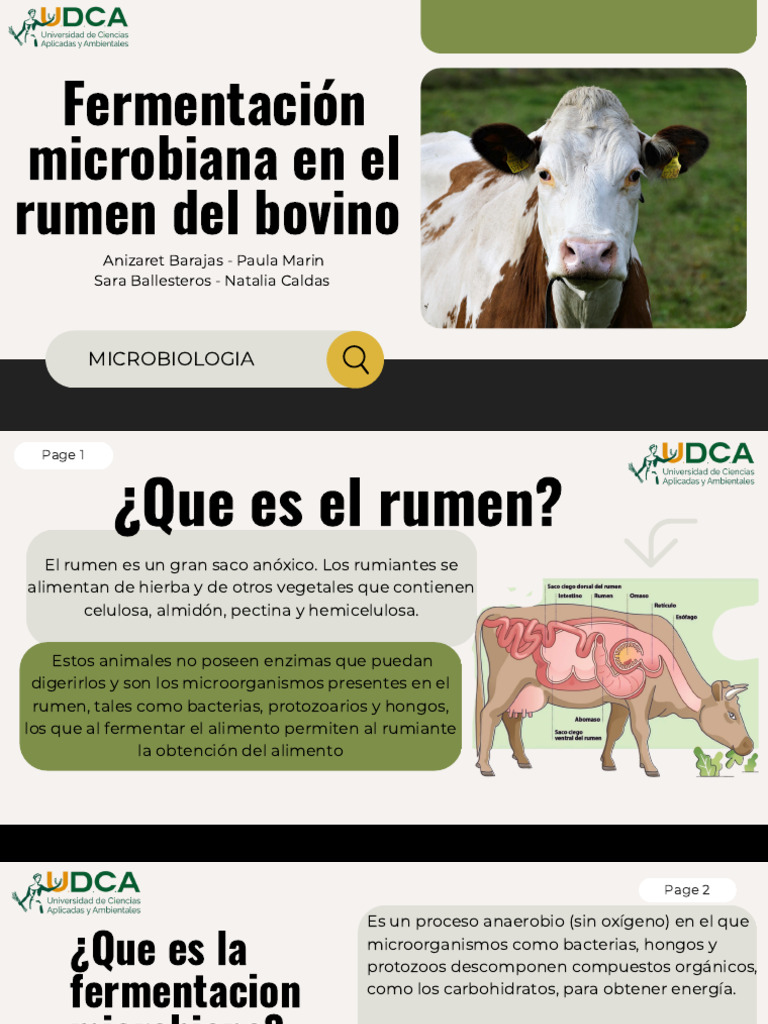 Fermentación en Rumiantes: Microbiota y Proceso | PDF | Rumiante ...