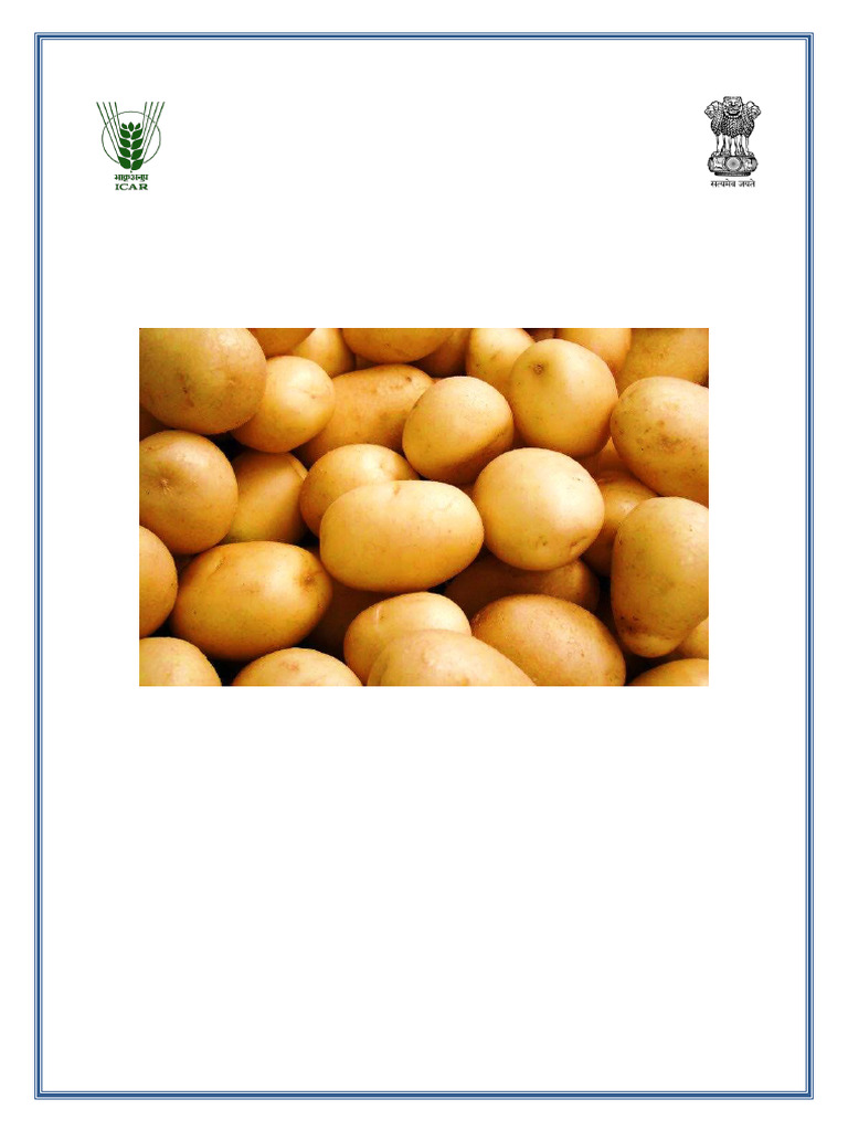 Post-Harvest Potato Management Guide | PDF | Potato | Foods