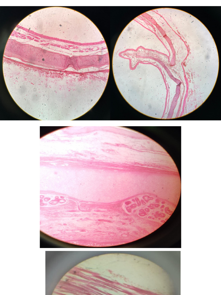 Histology Slides | PDF