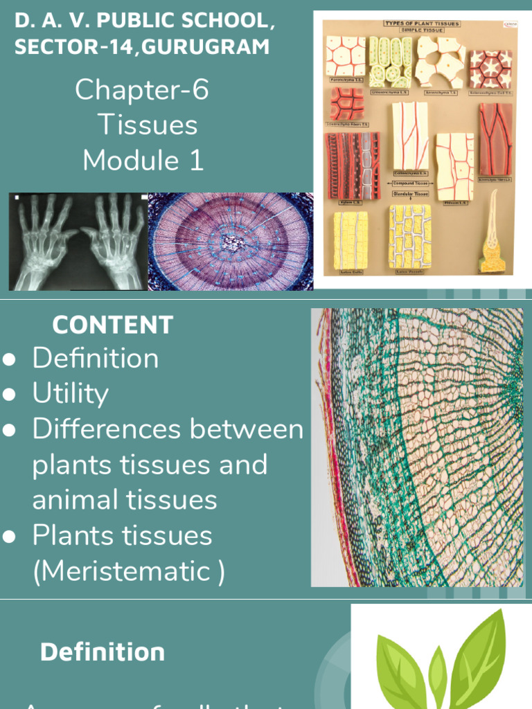 Tissues | PDF