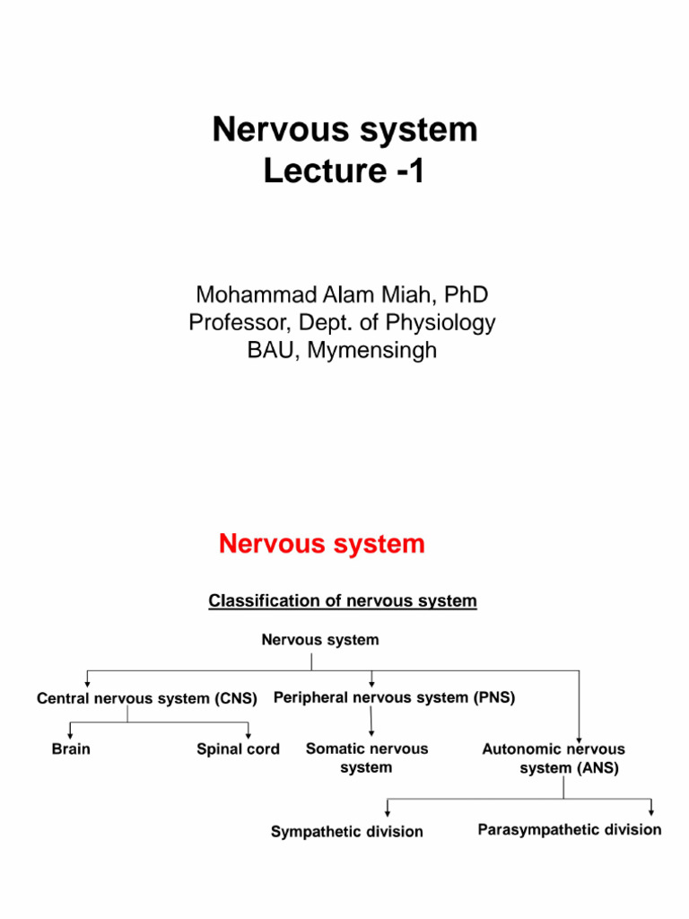 Nervous System Lecture 1 | PDF