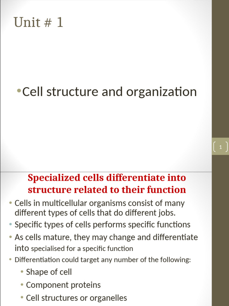 Specialized Cells and Their Functions | PDF | Tissue (Biology) | Cell ...