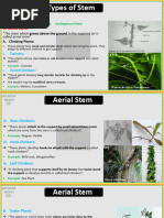 Types of Plant Stems Explained | PDF | Plant Stem | Branches Of Botany