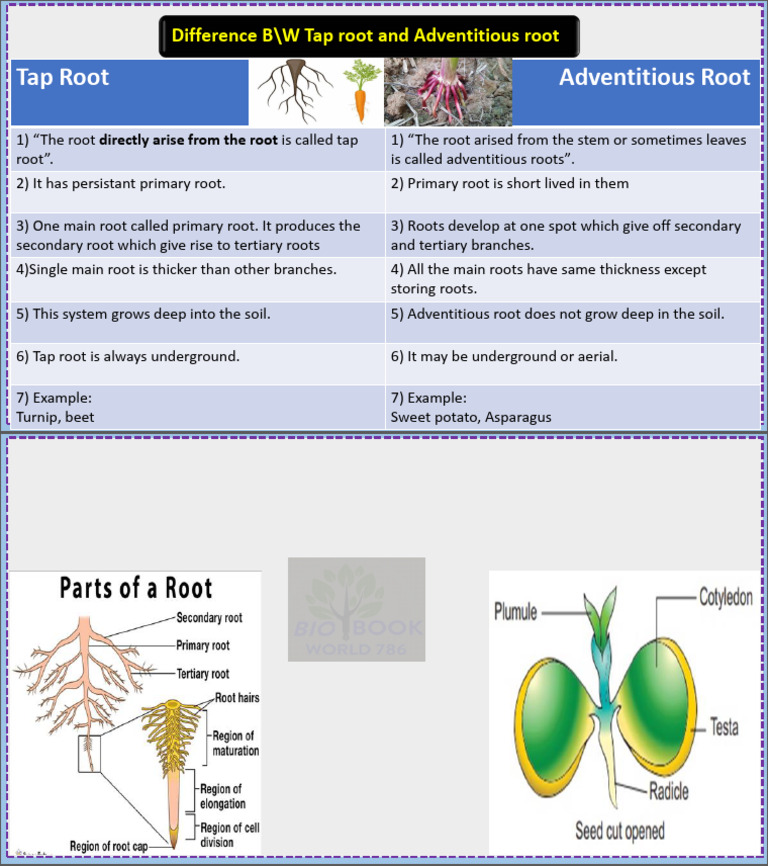 Tap Root and Adventitous Root | PDF