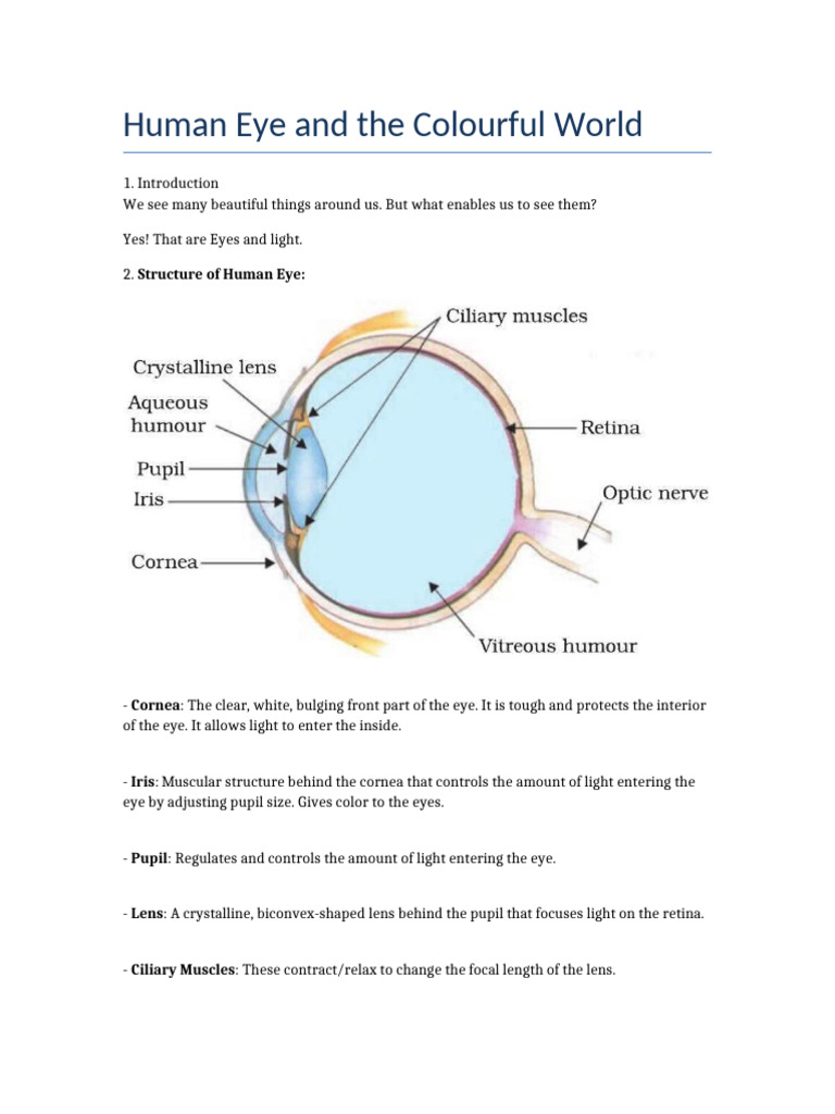Structure and Function of the Human Eye | PDF | Eye | Human Eye
