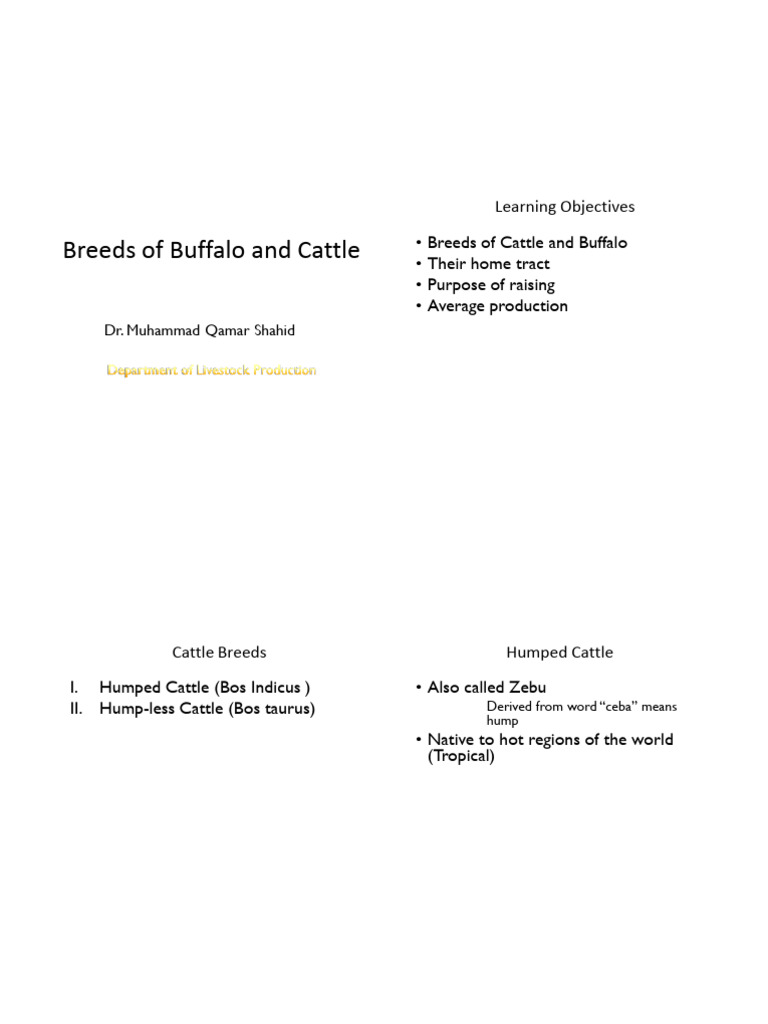 Breeds of Buffalo and Cattle | PDF | Cattle | Domestication