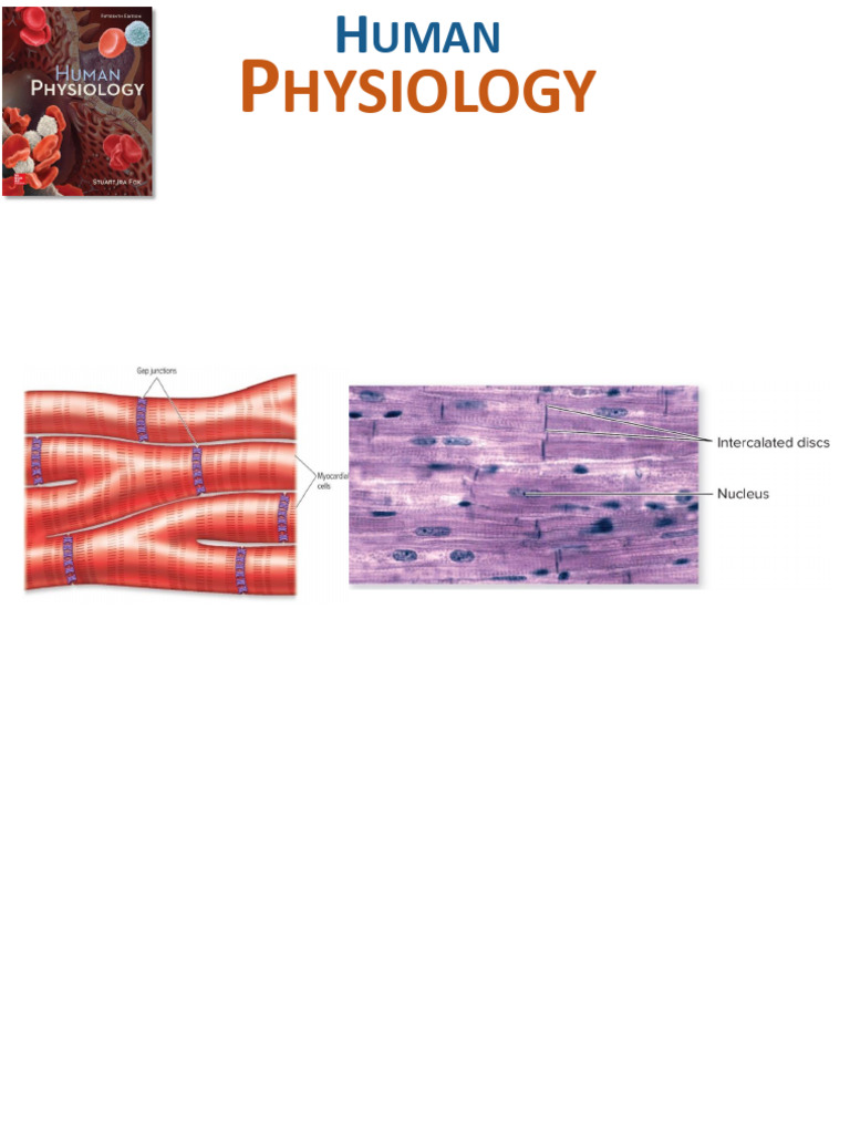 Cardiac Physiology: Regulation & Blood Flow | PDF | Cardiac Muscle ...
