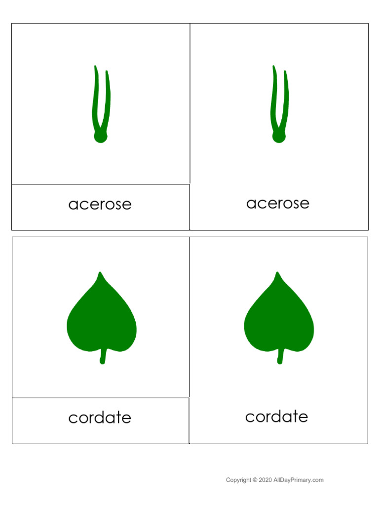 Botany Cabinet Shapes 3 Part Cards | PDF