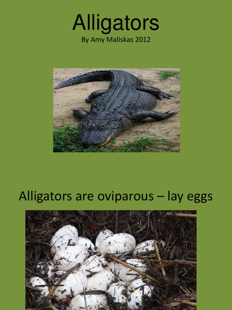 Alligators: by Amy Maliskas 2012 | PDF | Home & Garden