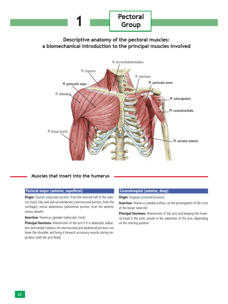 Pectoral Muscle Stretching Techniques | PDF | Arm | Anatomical Terms Of ...