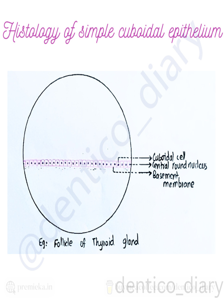 Histology of Simple Cuboidal Epithelium | PDF
