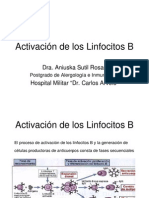 Activacionlinfocito B