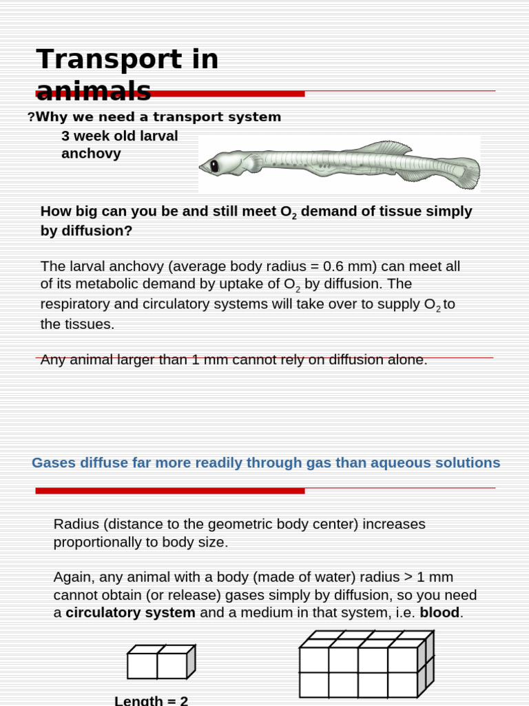 Transport in Animals | PDF | Vein | Artery