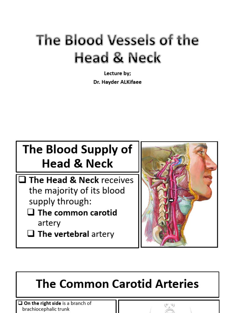 Blood Supply of Head and Neck Anatomy | PDF | Common Carotid Artery ...