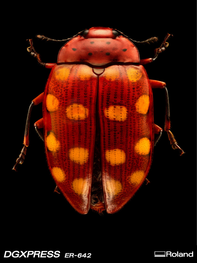 ER-642 Bugs 002 | PDF