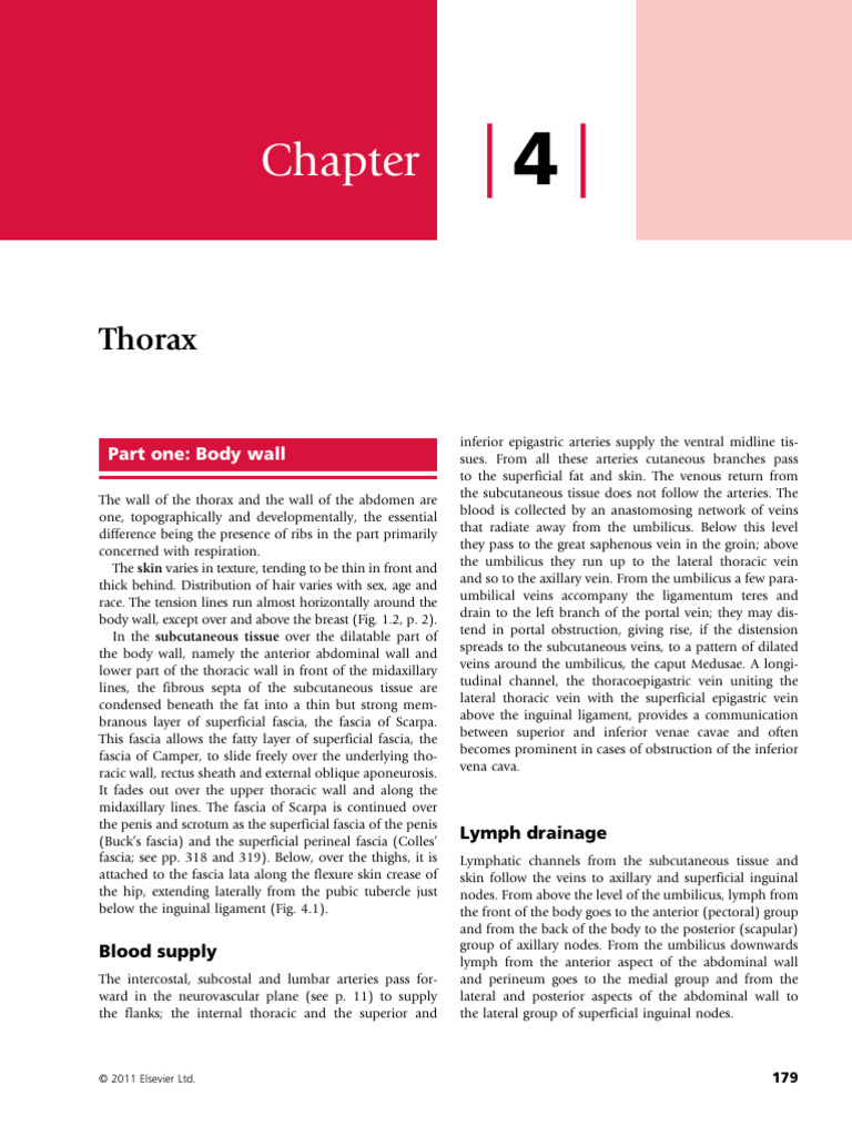 Thoracic Wall Anatomy Overview | PDF | Vertebra | Thorax