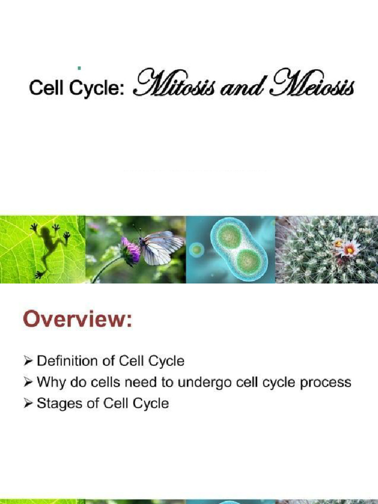 Cell Division: Mitosis and Meiosis Explained | PDF