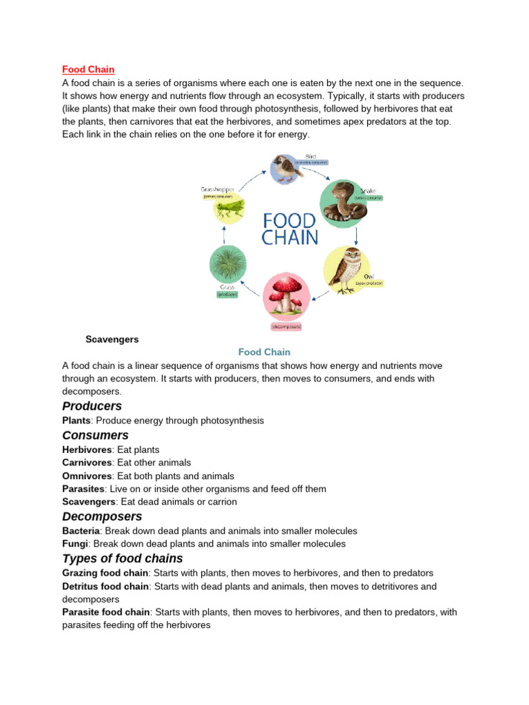 Food Chain | PDF